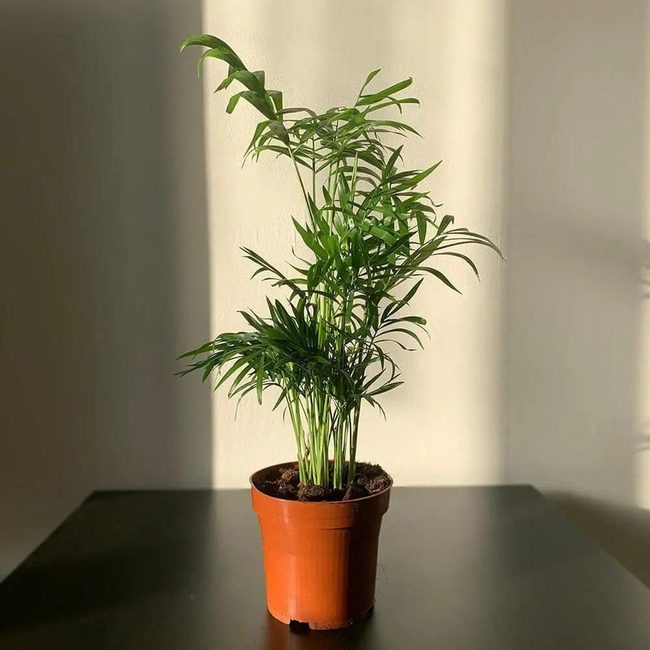 Green Indoor Palms Perfect Everywhere