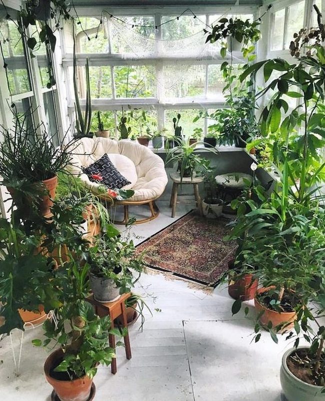 Sunlit Green Leaves Indoor Garden