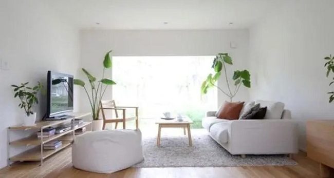 Sunlit White Living Room With Green Plants