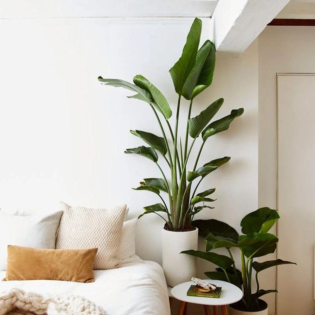 Tall Tropical Bird Of Paradise