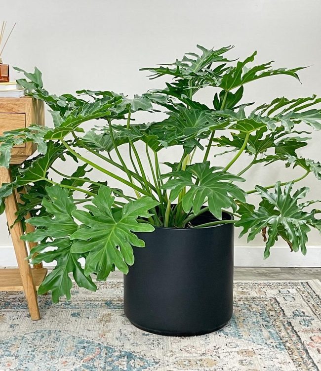 Massive Glossy Green Tropical Leaves
