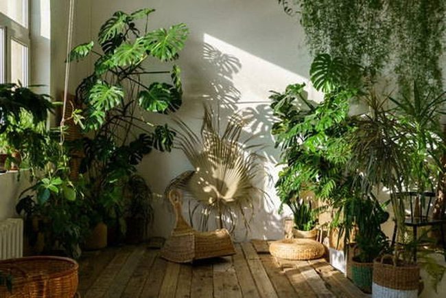 Green Plants In Ceramic Pots