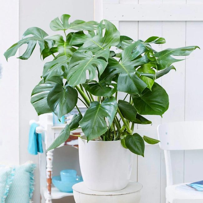 Swiss Cheese Plant Air Purifier