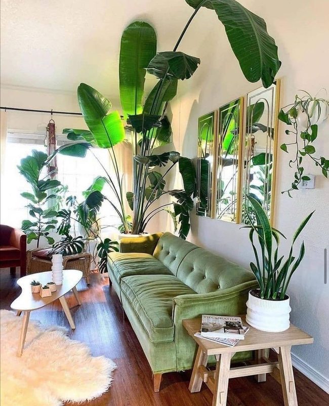 Green Plants Meet Olive Seating