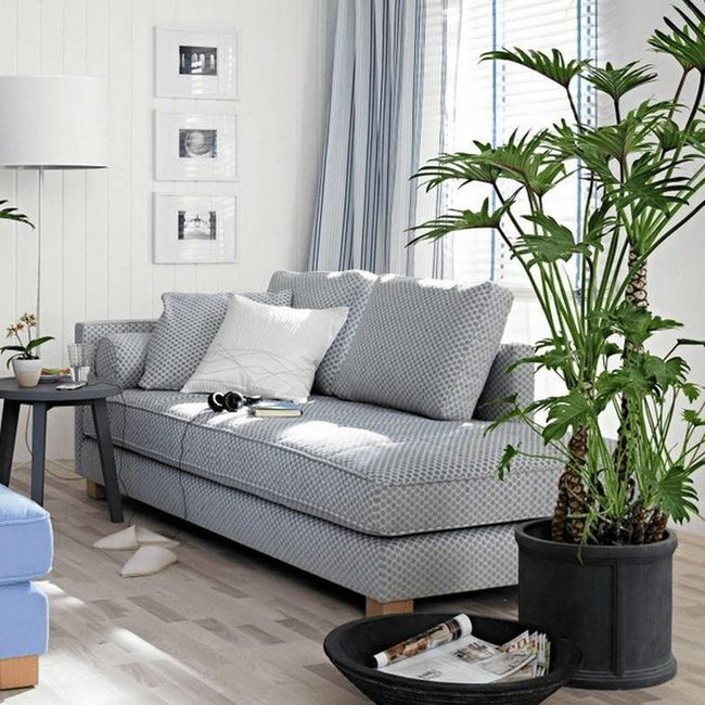 Sunlit Gray Sofa With Living Plants