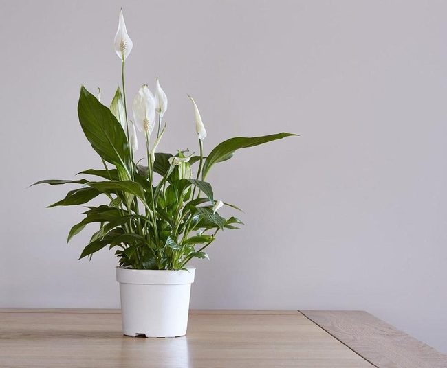 White Blooms Above Deep Green