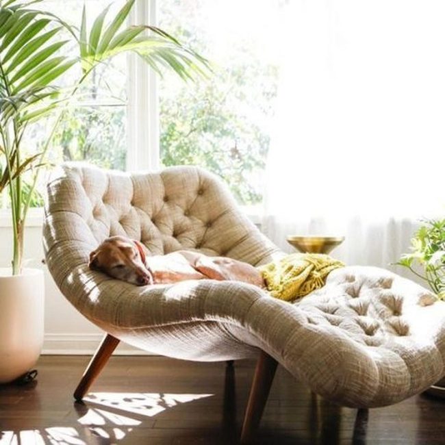 Curved Chair, Sunlit Sanctuary Space