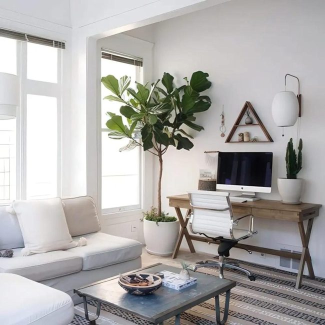 Green Plant, Sunlit Window, Living Space