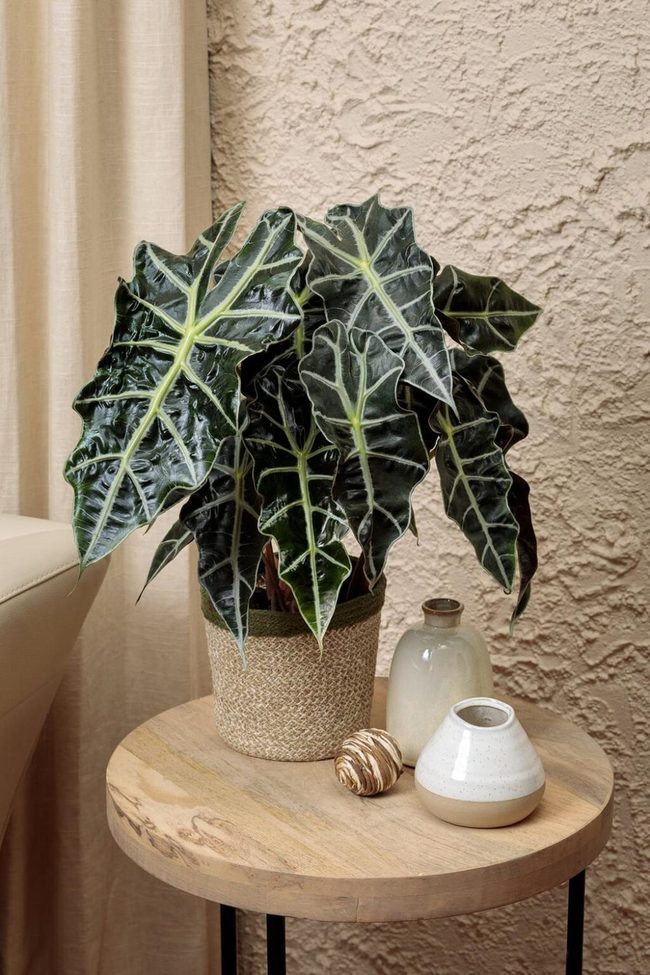 Dramatic Arrow-Shaped Leaves Demand Bright Light