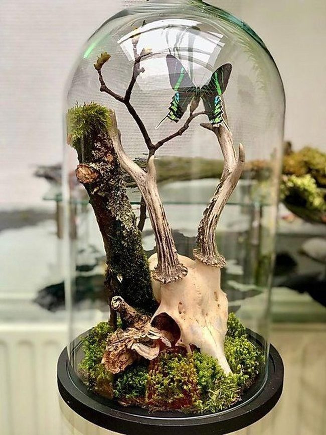 Antlered Skull Under Glass Dome