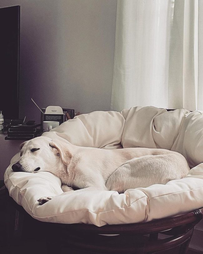 Round Cushioned Pet Paradise