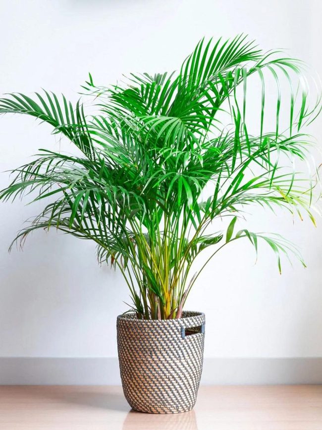 Feathered Green Fronds, Air Purifying