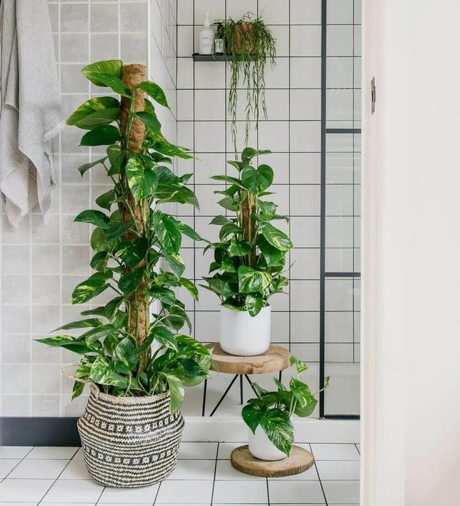 Heart-Shaped Green Variegated Trailing Vines