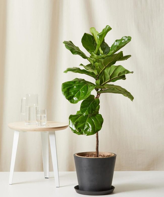 Violin-Shaped Green Statement Plant