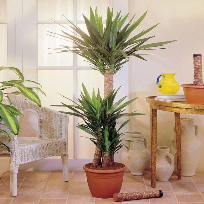 Dramatic Sword-Shaped Plant Leaves