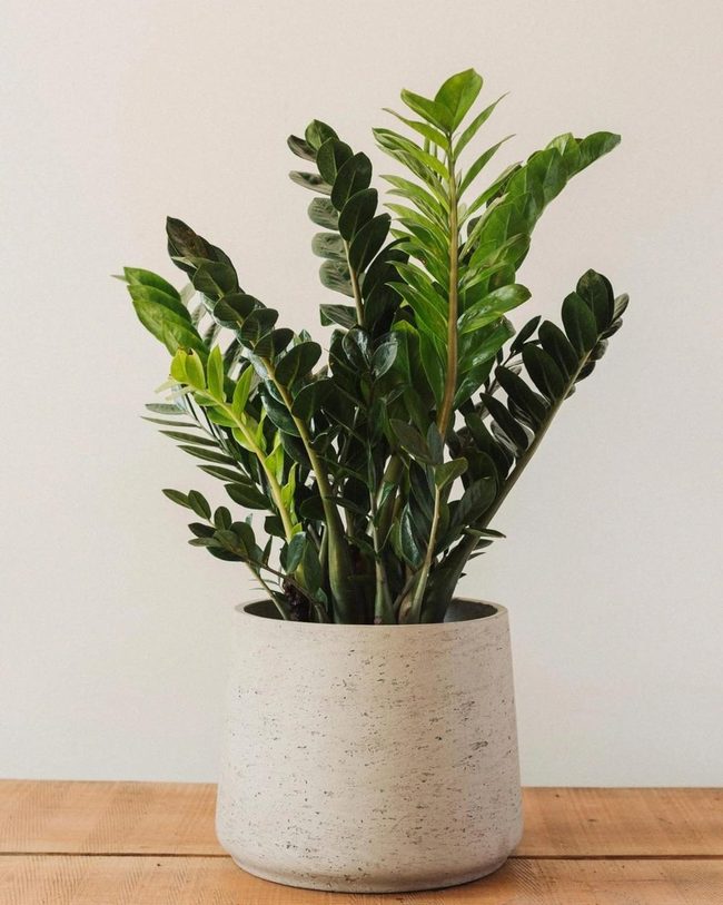 Glossy Green Leaves, Minimal Care