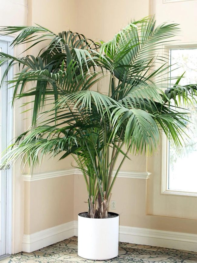 Tall Green Fronds, Instant Tropical
