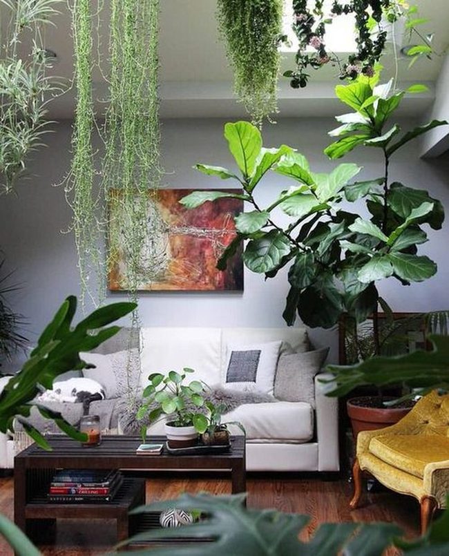 Green Vines Climbing Your Walls