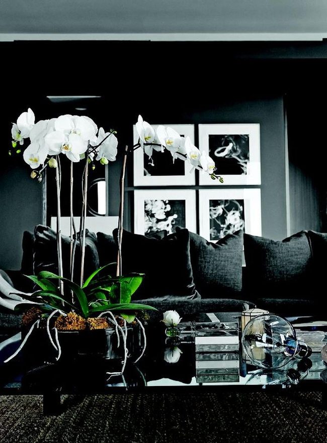 Dark Elegance With White Orchids