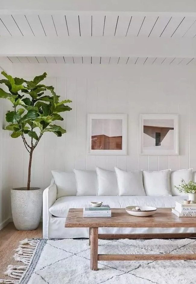 Green Plant Against White Walls