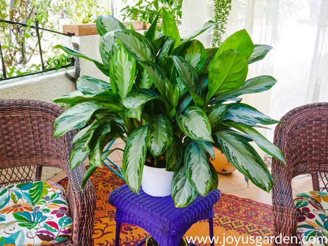 Green Foliage For Low-Light Spaces