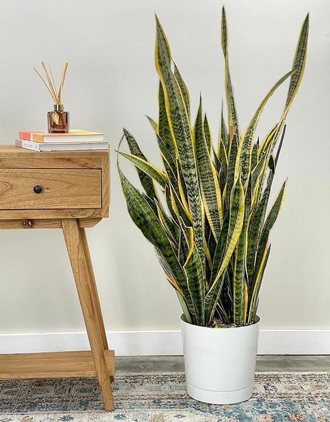 Striped Leaves, Zero Effort