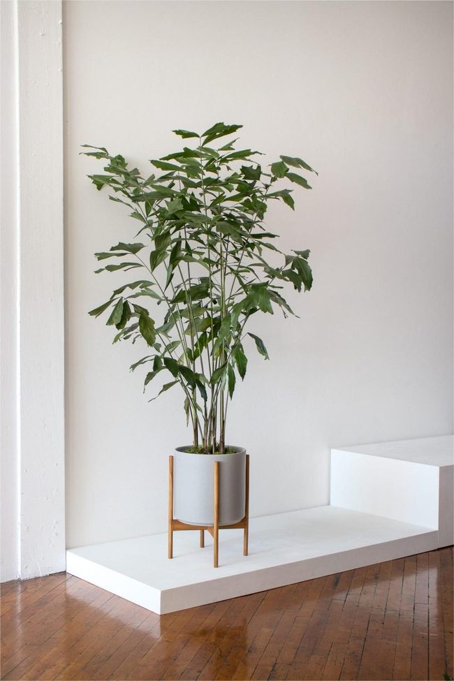 Feathered Palm Leaves Statement Plant