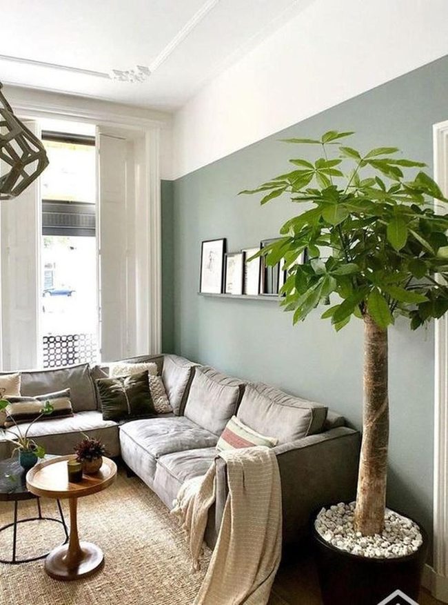Indoor Tree Steals The Room