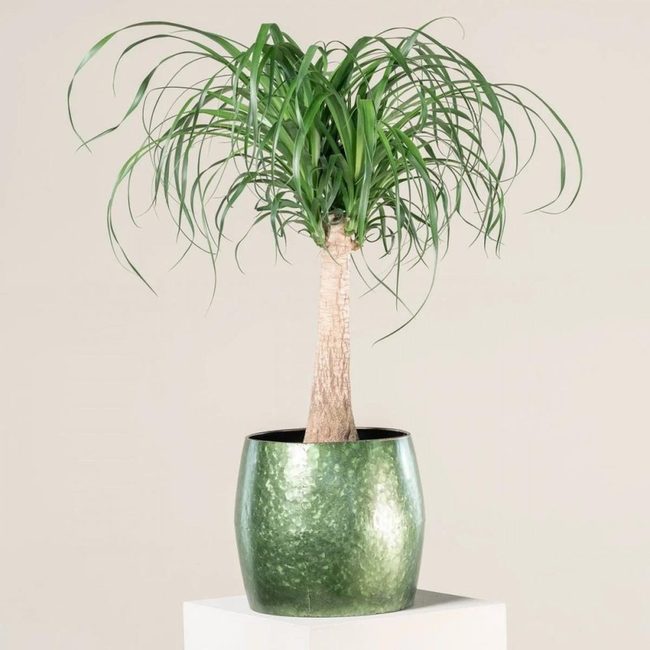 Sculptural Ponytail Palms For Indoor Spaces