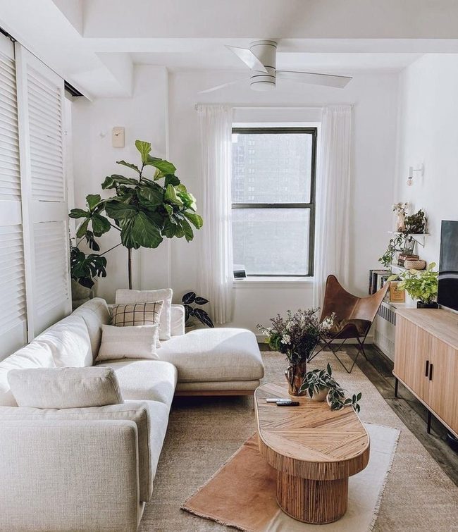 Sunlit Room With Living Plants