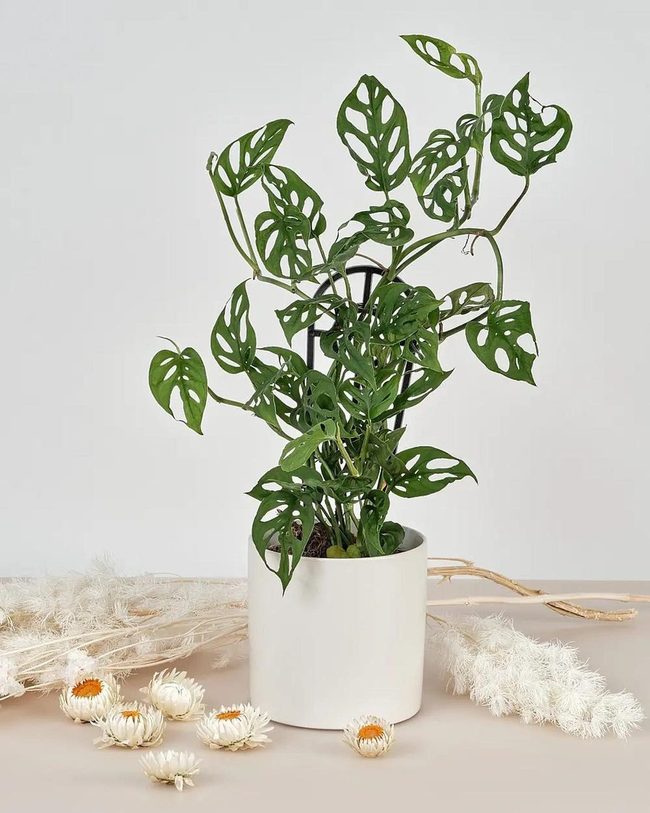 Giant Leafed Trailing Vine Plant