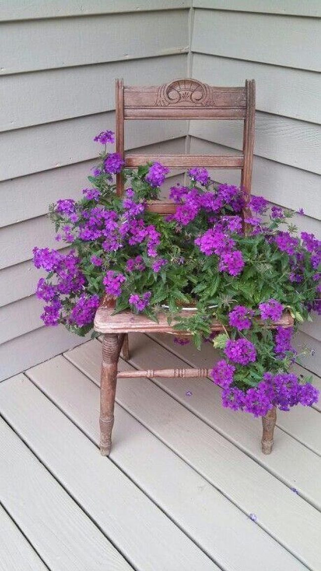 Weathered Chair Purple Petals