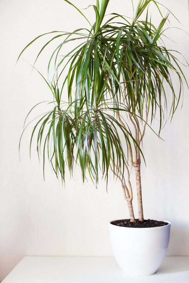 Gray Twisted Trunk Green Statement