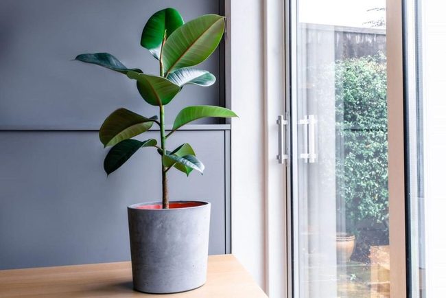 Deep Green Living Statement