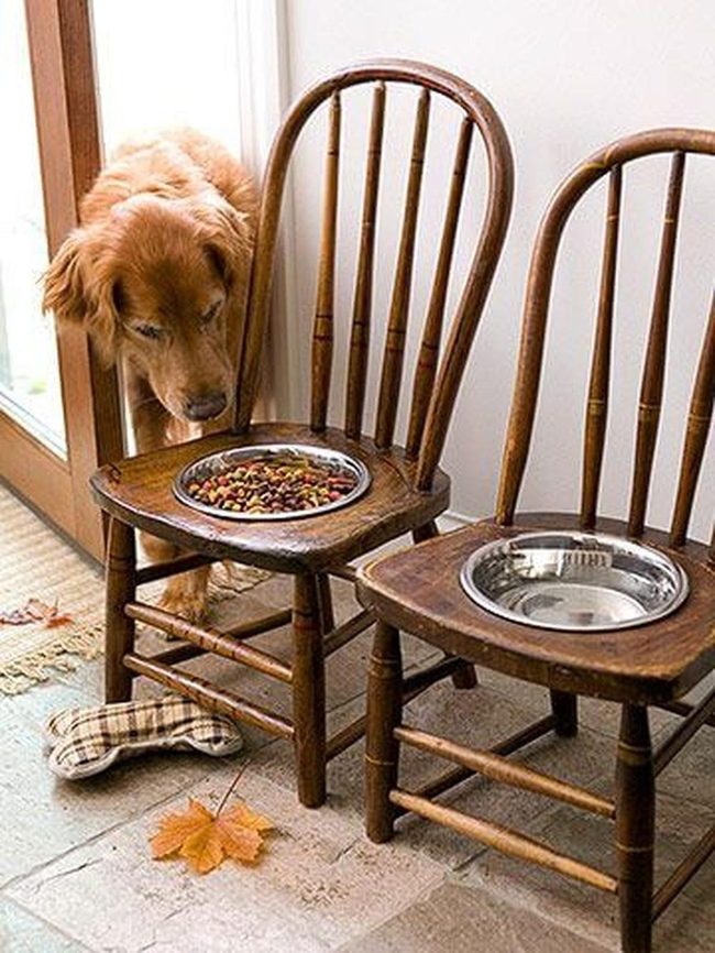 Wooden Chairs Feed Pets Beautifully