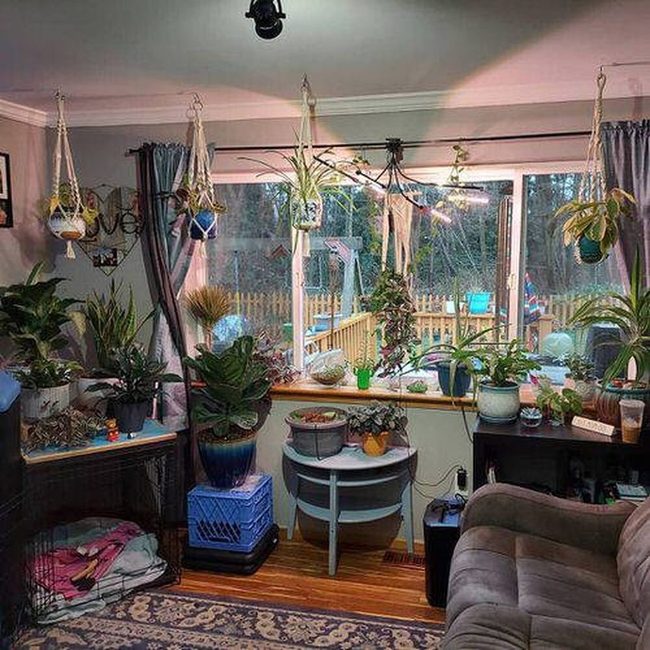 Green Plants Cascade Window Light