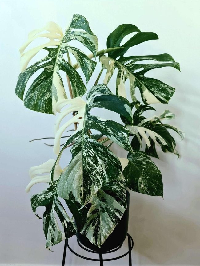 Dark Green Leaves With Distinctive Holes
