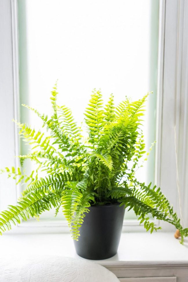 Feathery Green Air Purifier