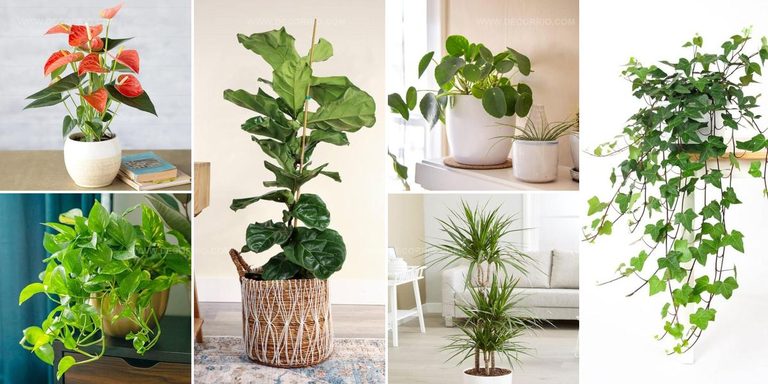 2550682 Living Room Plant Ideas