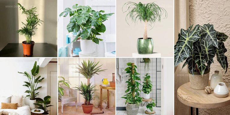 2507380 Big Houseplant Ideas For Living Rooms