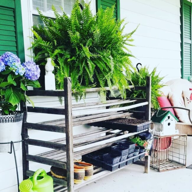 The Green Thumb’s Gallery